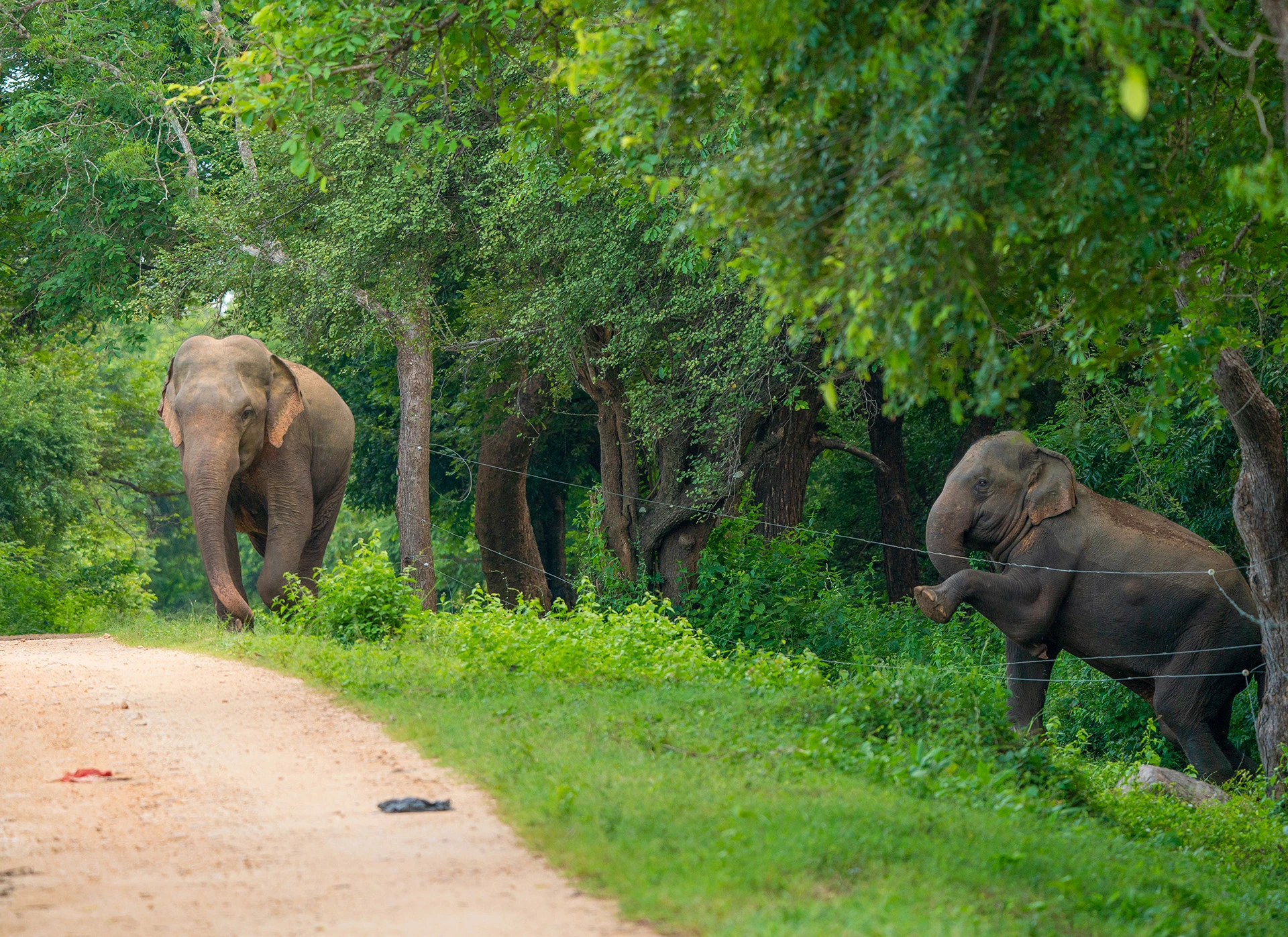 Elephant Behaviour & Conservation Photography Expedition – Sri Lanka photo 2